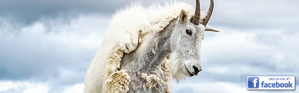 Bozeman Yellow Pages